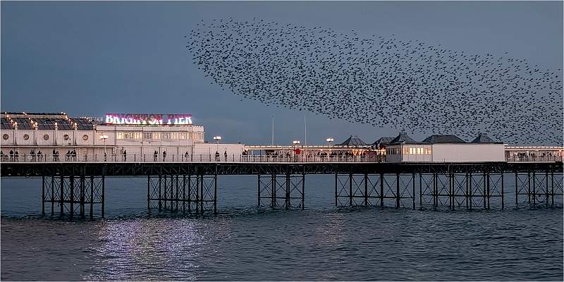Starling Murmeration, Brighton_Wendy Mann.jpg